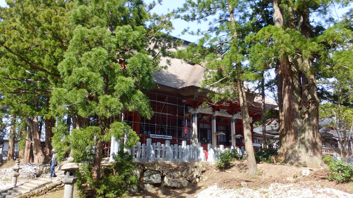 The main hall of Dewa Sanzan Shrine on Mount Haguro, its thatched roof partly hidden by cedar trees, with scaffolding along the red front.