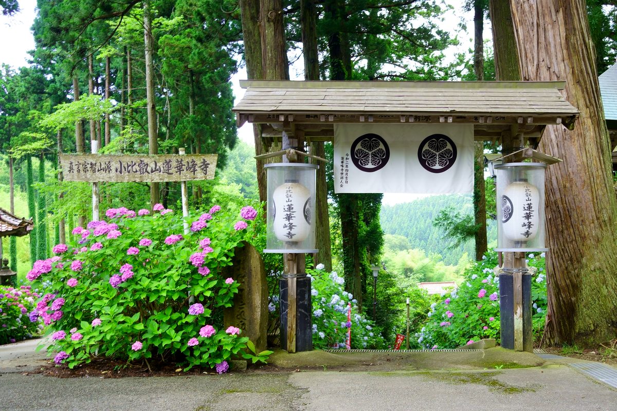 The entrance to Rengebuji, a small roofed gate hung with two lanterns and a banner, with hydrangeas in bloom beside it.